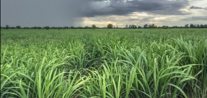 Chuvas estão sendo favoráveis ao plantio de inverno da cana em AL