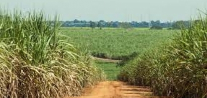 Pesquisa avalia impactos das mudanças climáticas na produção de cana