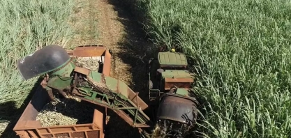 Produtores de açúcar orgânico em SP temem 'tarifaço' dos EUA: 'negociação é essencial'