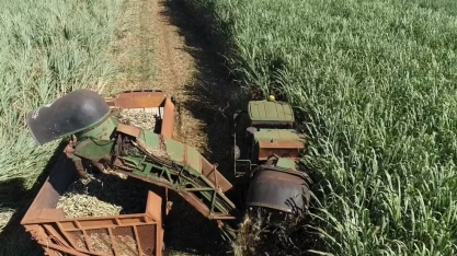 Produtores de açúcar orgânico em SP temem 'tarifaço' dos EUA: 'negociação é essencial'