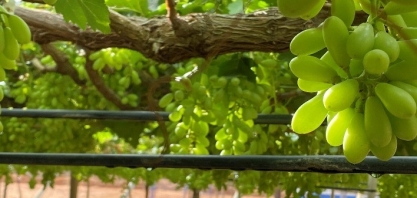 Irrigação por gotejamento impulsiona a produção de uvas finas no Espírito Santo do Pinhal