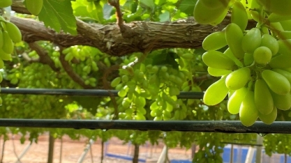 Irrigação por gotejamento impulsiona a produção de uvas finas no Espírito Santo do Pinhal