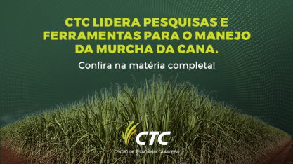 Síndrome do Murchamento preocupa produtores de cana-de-açúcar e desafia ciência
