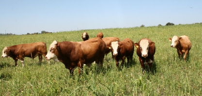 Tarifas adicionais dos EUA a produtos brasileiros