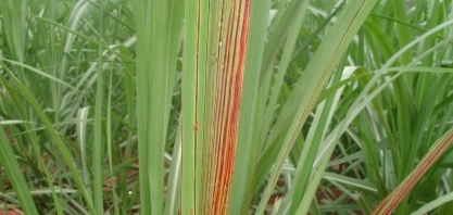 Avanço da incidência e severidade da estria vermelha preocupa setor