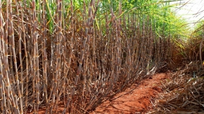 Produtividade da cana no Centro-Sul cai 12% em maio, aponta CTC - Centro de Tecnologia Canavieira