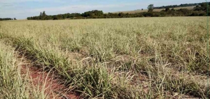 Assocana avalia possíveis danos aos canaviais depois da ocorrência de geadas