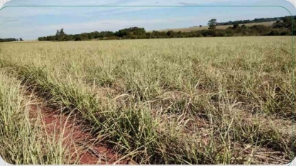 Assocana avalia possíveis danos aos canaviais depois da ocorrência de geadas