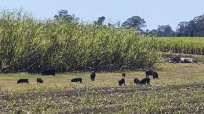 Mesmo com decreto, controle populacional do javali ainda gera dúvidas em SP