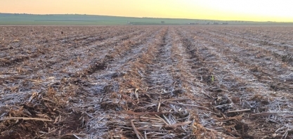 Frio intenso exige atenção redobrada de produtores de cana