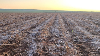 Frio intenso exige atenção redobrada de produtores de cana