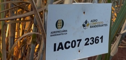IAC lançará duas novas variedades este ano