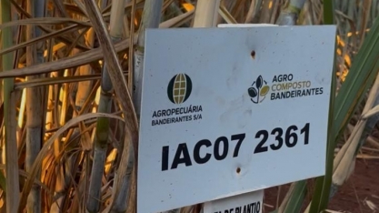 IAC lançará duas novas variedades este ano