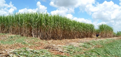 Combustível do Futuro: para atender metas de descarbonização, Brasil terá que produzir 1,1 bilhão de litros de SAF até 2037