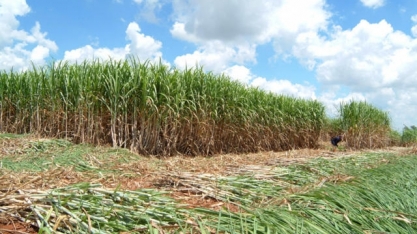 Combustível do Futuro: para atender metas de descarbonização, Brasil terá que produzir 1,1 bilhão de litros de SAF até 2037