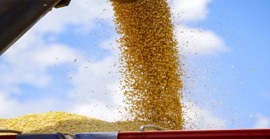 O arroz, o milho e a soja representam 92,6% da estimativa da produção — Foto: Gilson Abreu/AEN