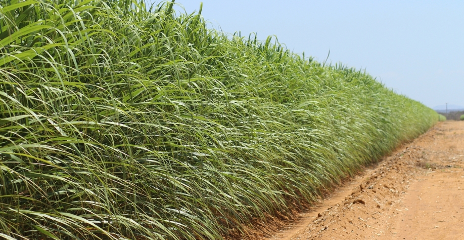 Com uma produção a céu aberto, produtores precisam se munir de ferramentas para lidar com condições climáticas adversas que, ano após ano, parecem se tornar cada vez mais desafiadoras. Foto: Arquivo CanaOnline