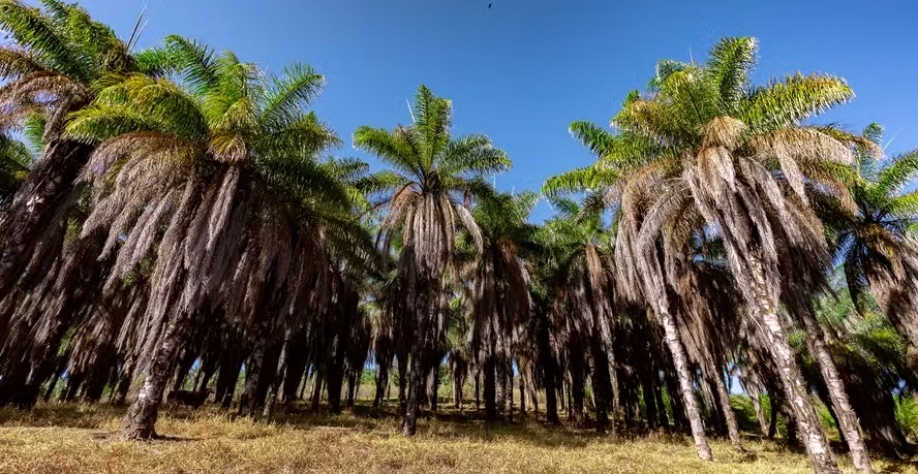Projeto prevê o plantio de 800 mil mudas de macaúba em 200 hectares — Foto: Divulgação/Acelen