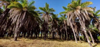 Acelen Renováveis seleciona pequenos agricultores para cultivo de macaúba