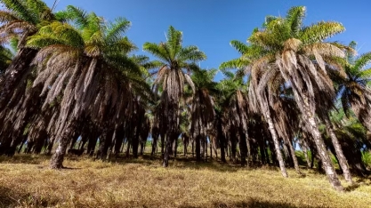 Acelen Renováveis seleciona pequenos agricultores para cultivo de macaúba