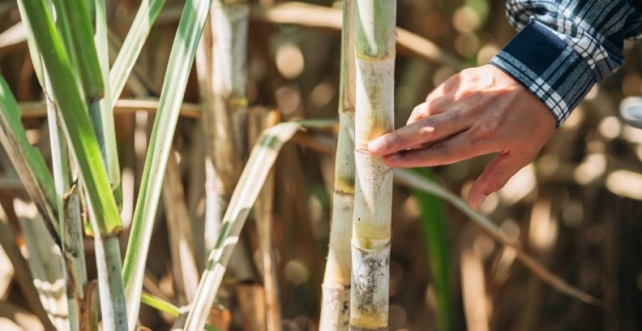 Financiamento vai para produtores de cana de Minas Gerais. NewSaetiew_Getty