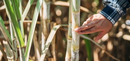 Datagro e Milenio Capital lançam FIDC de R$ 21 milhões para financiar produtores de cana