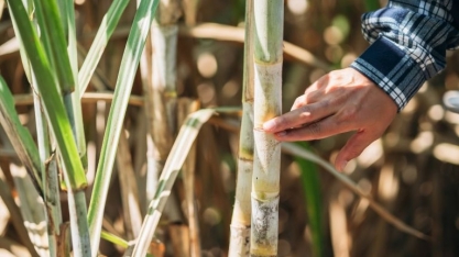 Datagro e Milenio Capital lançam FIDC de R$ 21 milhões para financiar produtores de cana