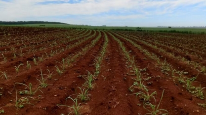 CTC elevou lucro em 37,5% e anuncia dividendos de R$ 50 milhões
