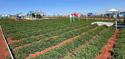 Feira Nacional do Amendoim destaca inovação, tecnologia e protagonismo da irrigação no campo