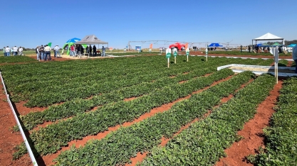 Feira Nacional do Amendoim destaca inovação, tecnologia e protagonismo da irrigação no campo