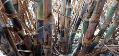 Dr. Ivan dos Anjos, do IAC, será um dos palestrantes do I Simpósio Nacional da Síndrome da Murcha da Cana-de-Açúcar