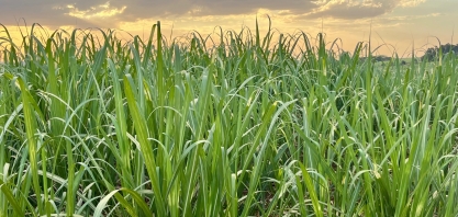 Zinco e molibdênio ganham protagonismo no manejo nutricional da cana