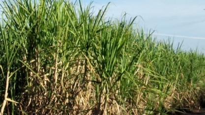 ‘Conexão Cana’ foca no cenário tecnológico da cultura