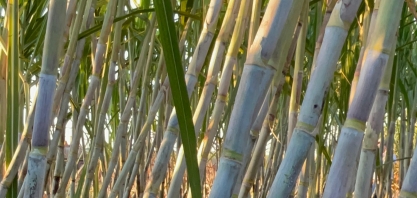 Moagem atinge 256,14 milhões de toneladas