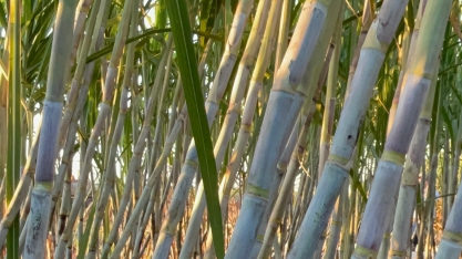 Moagem atinge 256,14 milhões de toneladas