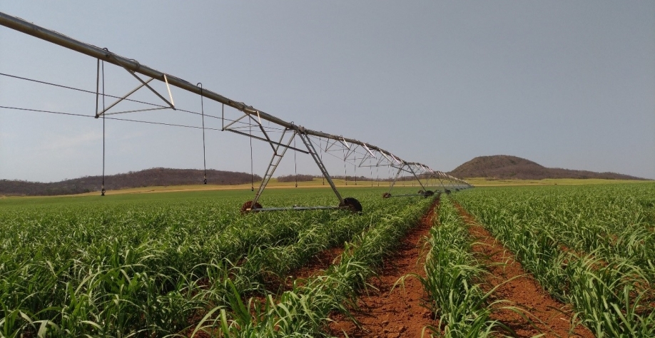 Expectativa do “Irriga+SP” é expandir a área irrigada em São Paulo de 6% para 15% até 2030. Foto: Banco de imagens Internet