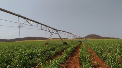 Plano paulista de irrigação amplia faixa de uso e espera dobrar área irrigada até 2030