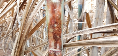 Centro de Cana do IAC sediará I Simpósio Nacional da Síndrome da Murcha da Cana-de-Açúcar