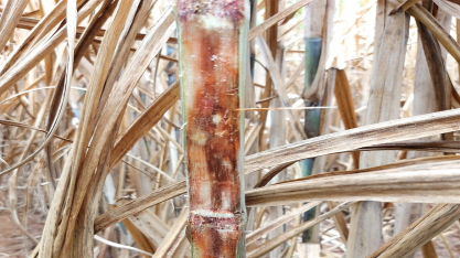 Centro de Cana do IAC sediará I Simpósio Nacional da Síndrome da Murcha da Cana-de-Açúcar