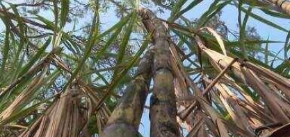Sul do ES tem previsão de boa safra de cana-de-açúcar e anima produtores