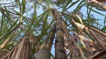Sul do ES tem previsão de boa safra de cana-de-açúcar e anima produtores