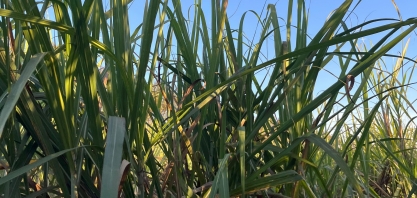 CNA revela panorama detalhado dos custos de produção em quatro cadeias do agronegócio brasileiro