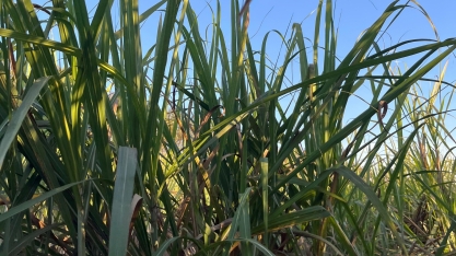 CNA revela panorama detalhado dos custos de produção em quatro cadeias do agronegócio brasileiro