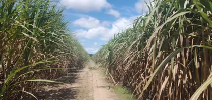 Setor sucroalcooleiro cobra reação de Alagoas ao tarifaço dos EUA