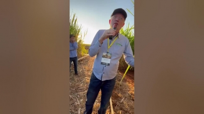 Seleção criteriosa de variedades garante produtividade e longevidade no canavial