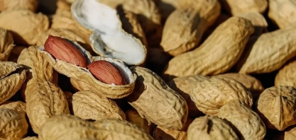 Tarifaço dos EUA beneficia amendoim do Brasil indiretamente, diz associação