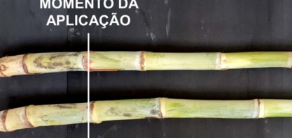 O setor bioenergético precisa se adaptar a uma realidade climática mais variável