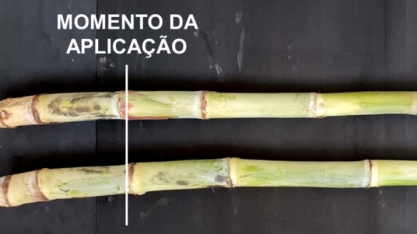 O setor bioenergético precisa se adaptar a uma realidade climática mais variável