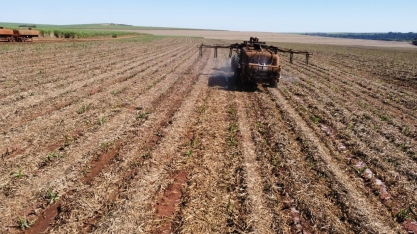 Programa Cana IAC valida eficiência de inseticidas e nematicidas biológicos