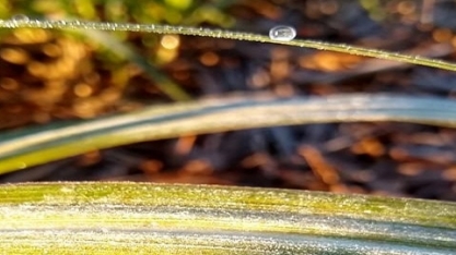 Julho é marcado por queda do desempenho da cana no Centro-Sul, diz CTC